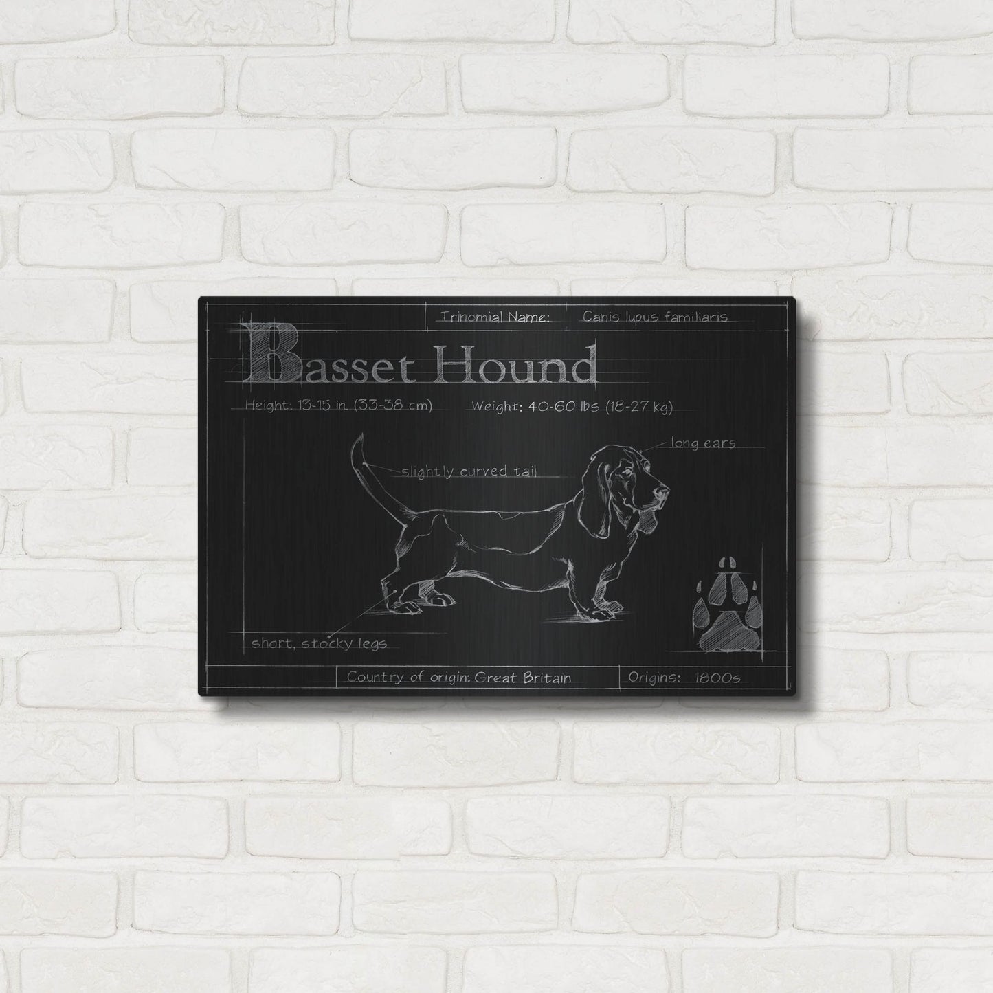 Luxe Metal Art 'Blueprint Bassett Hound' by Ethan Harper, Metal Wall Art,24x16