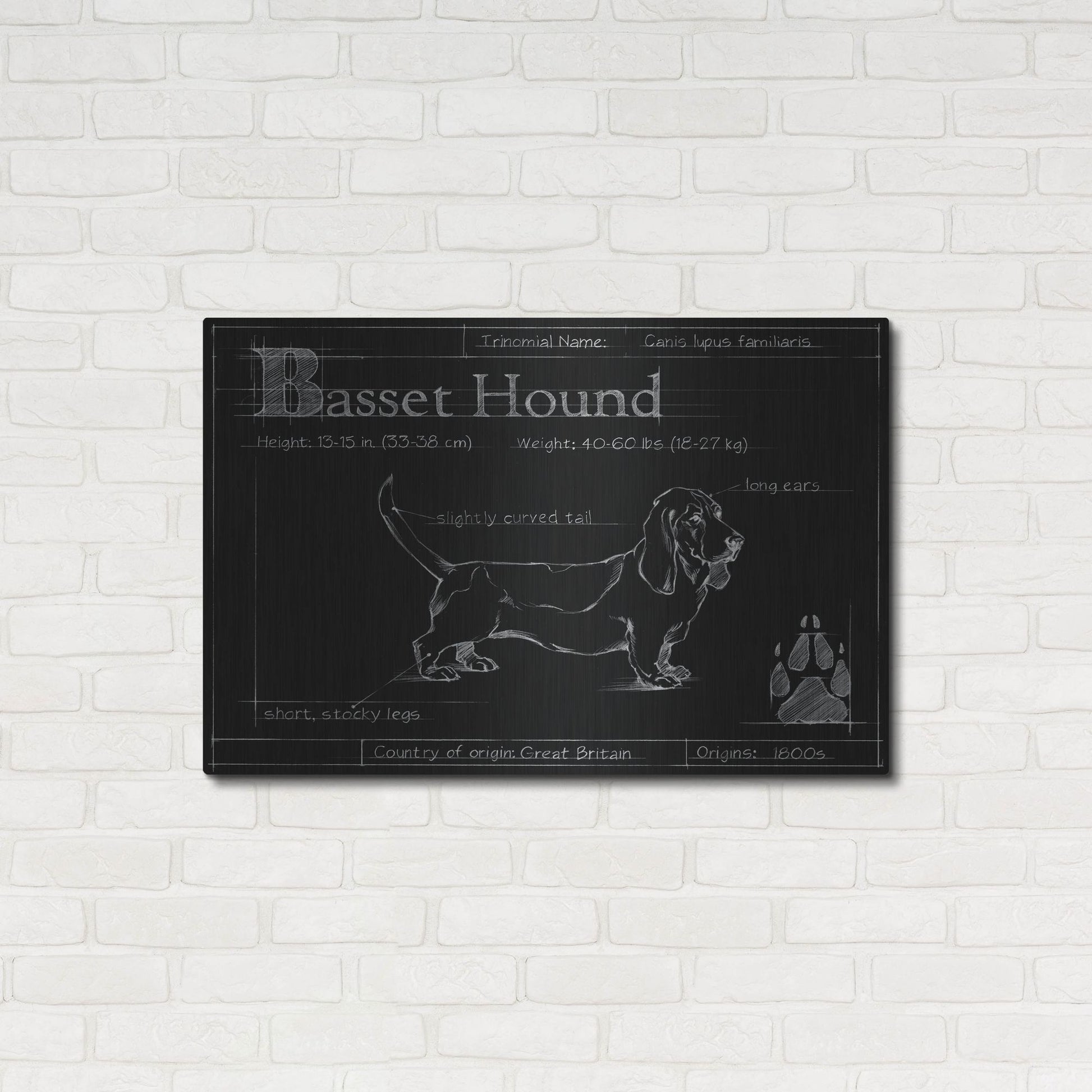 Luxe Metal Art 'Blueprint Bassett Hound' by Ethan Harper, Metal Wall Art,36x24