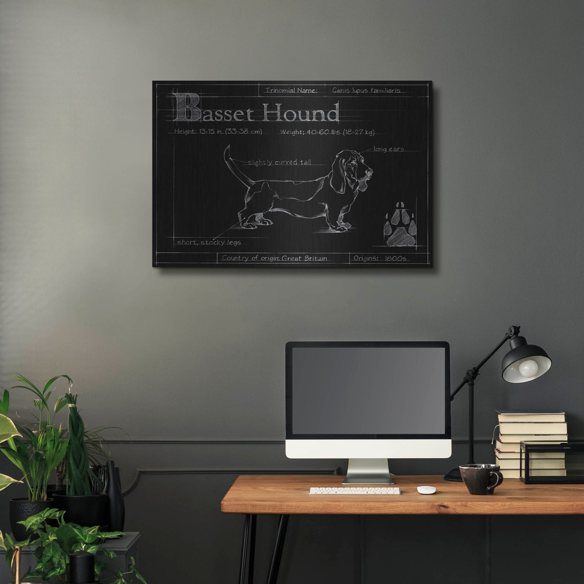 Luxe Metal Art 'Blueprint Bassett Hound' by Ethan Harper, Metal Wall Art,36x24