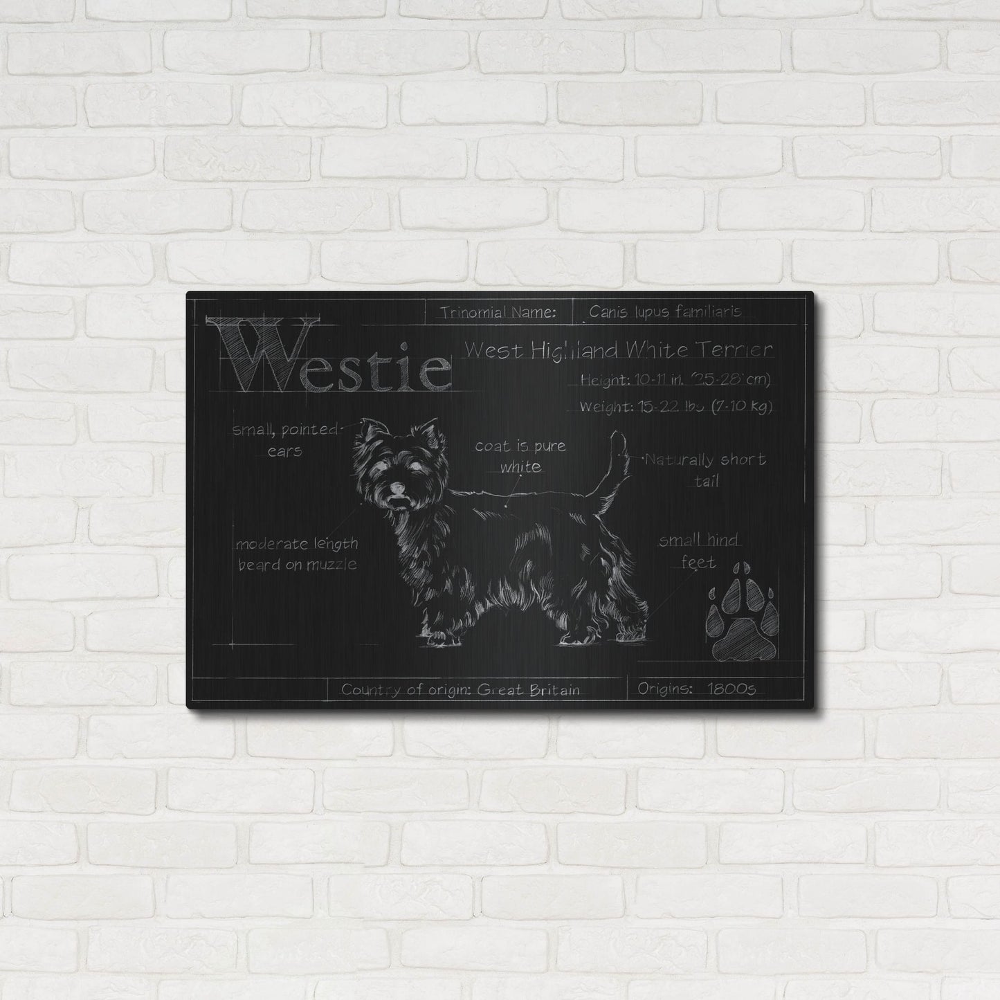 Luxe Metal Art 'Blueprint Westie II' by Ethan Harper, Metal Wall Art,36x24