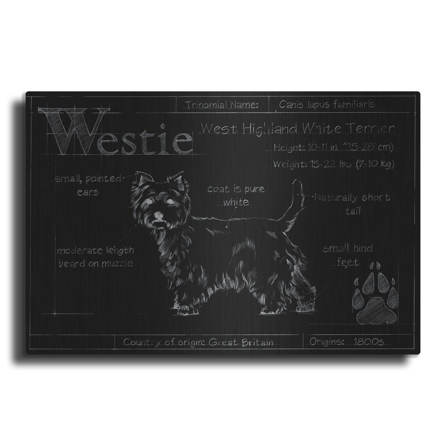 Luxe Metal Art 'Blueprint Westie II' by Ethan Harper, Metal Wall Art