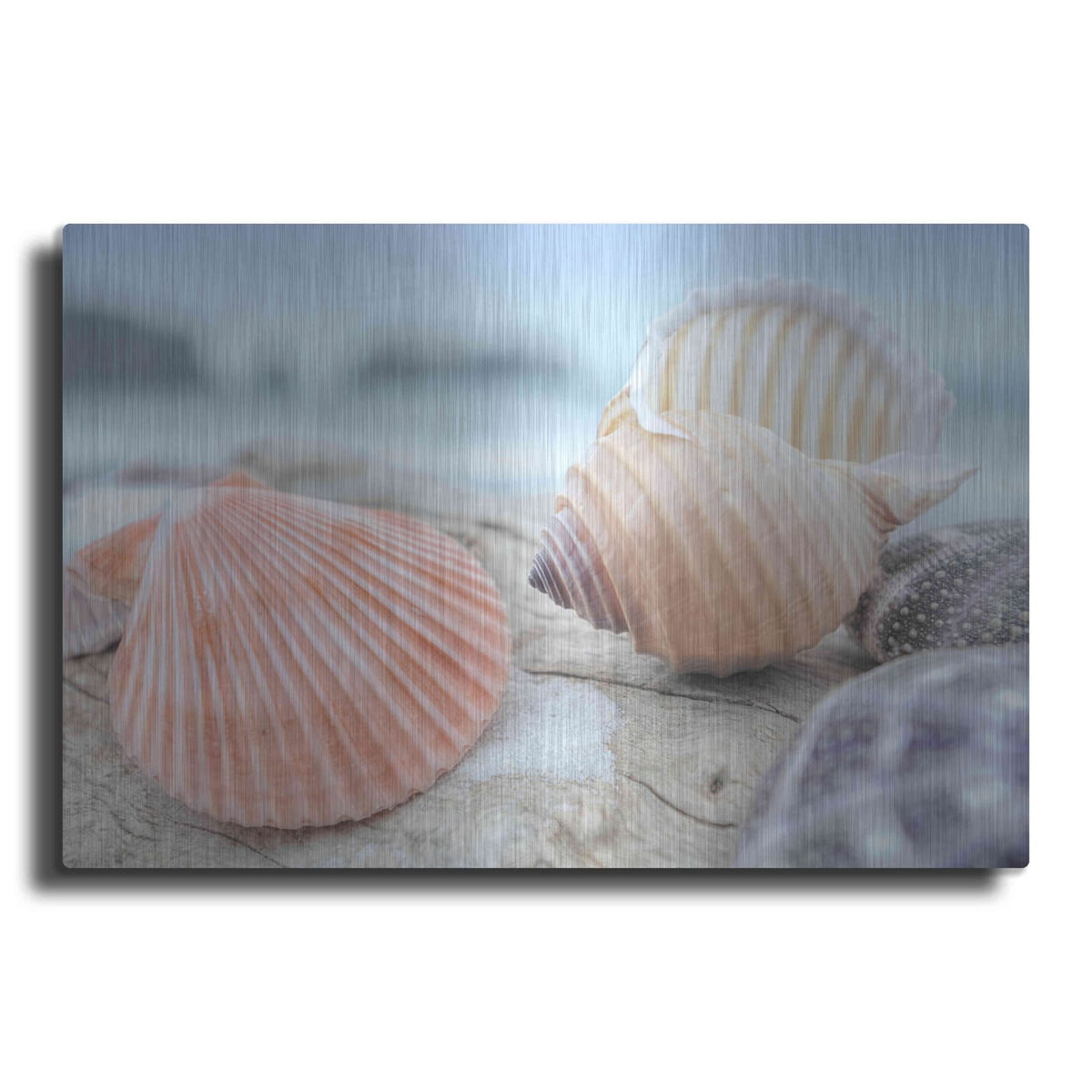 'Crescent Beach Shells 10' by Alan Blaustein – Metal Wall Art