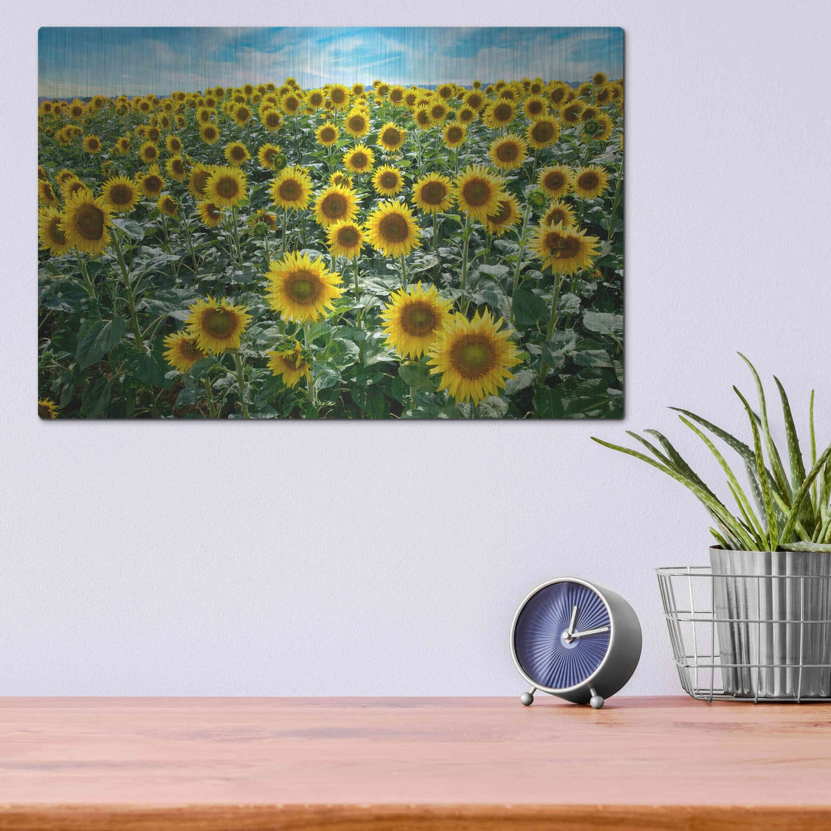 'Cortona Sunflowers 1' by Alan Blaustein – Metal Wall Art, 16x12 room view
