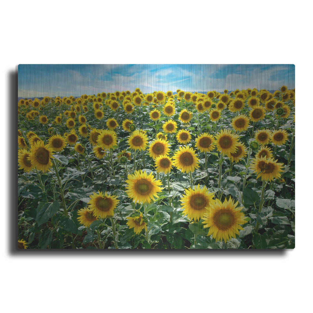 'Cortona Sunflowers 1' by Alan Blaustein – Metal Wall Art
