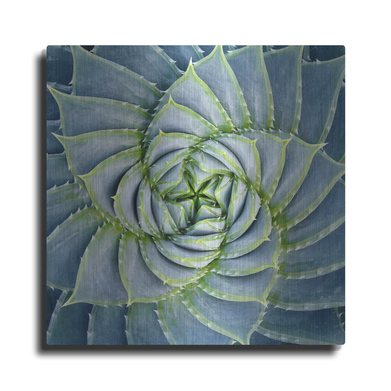 'Spiral Succulent' by Jan Bell – Metal Wall Art