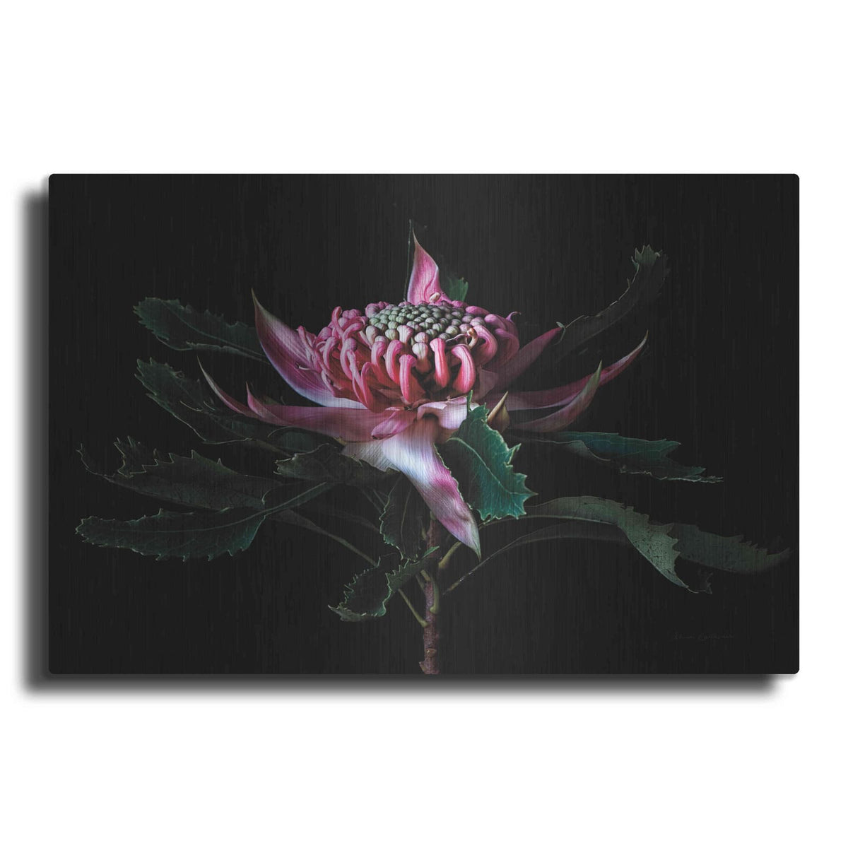 'Salmon Waratah I' by Elise Catterall – Metal Wall Art