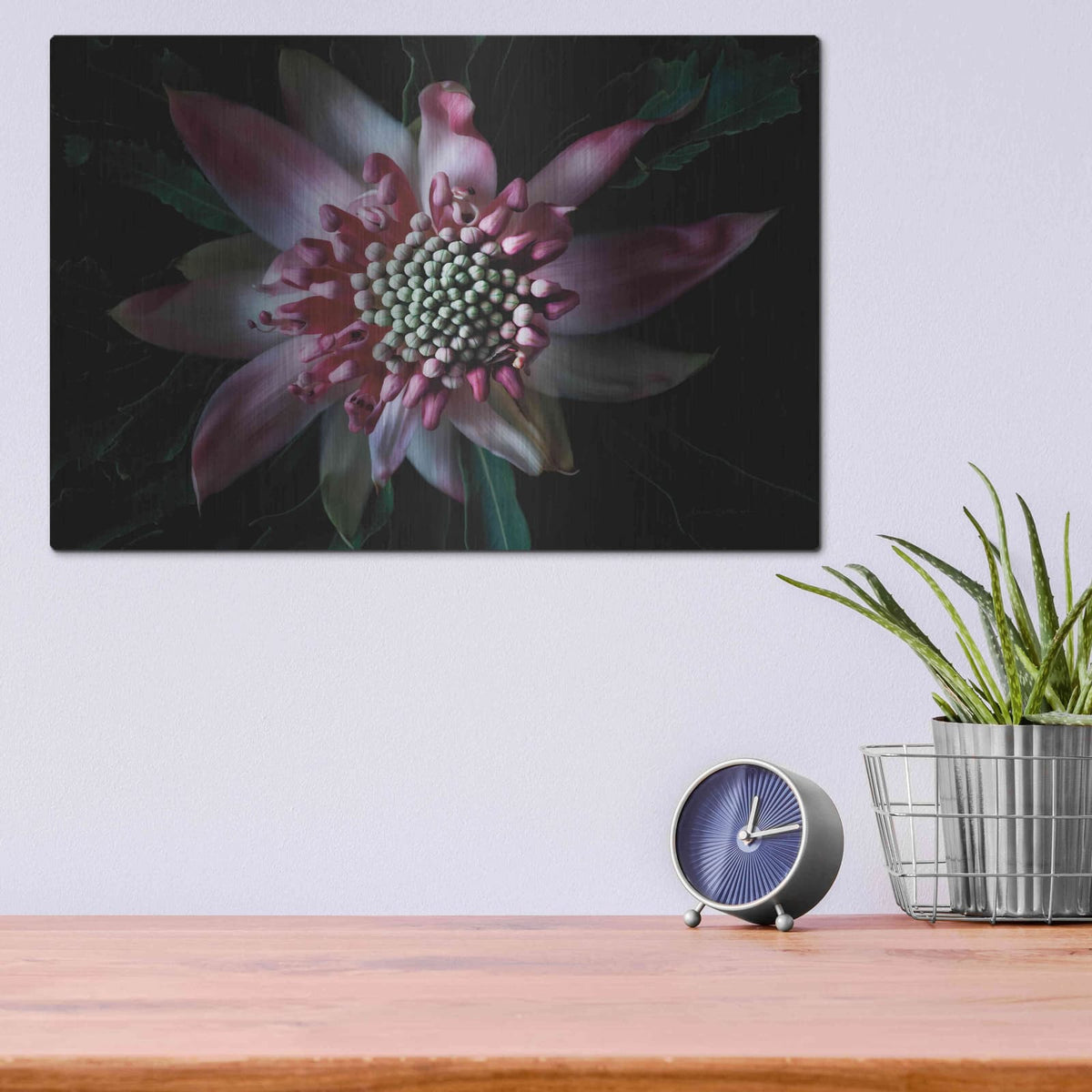 'Salmon Waratah II' by Elise Catterall – Metal Wall Art, 16x12 room view