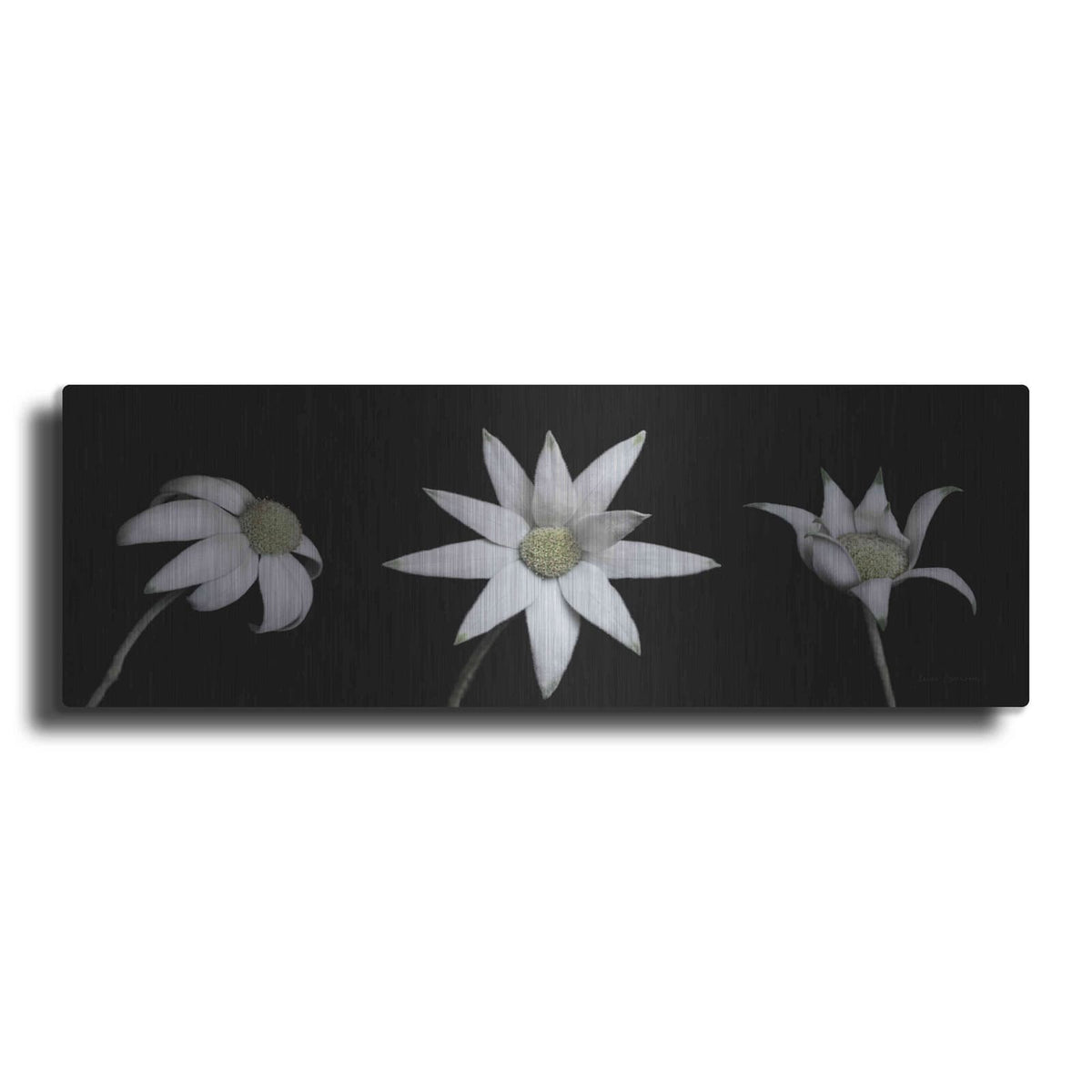 'Flannel Flower Trio' by Elise Catterall – Metal Wall Art