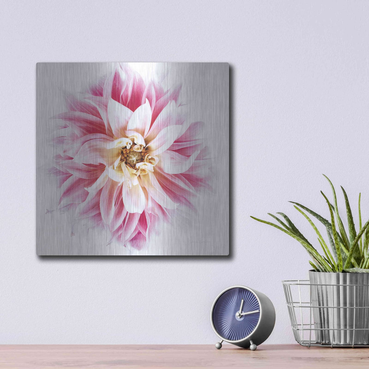 'Pink Dahlia' by Elise Catterall – Metal Wall Art, 12x12 room view