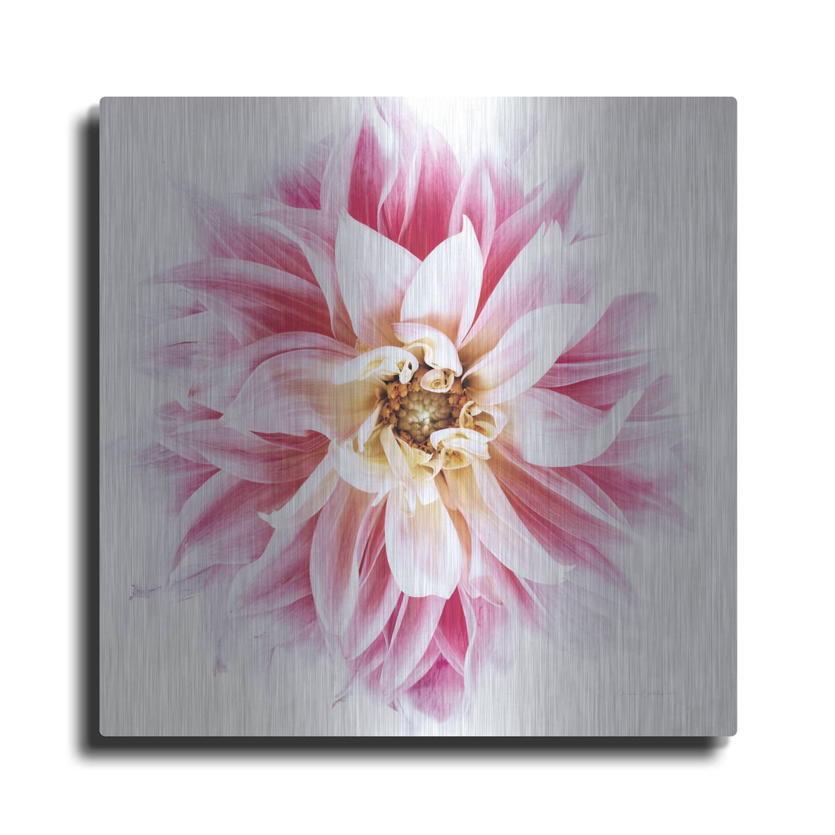 'Pink Dahlia' by Elise Catterall – Metal Wall Art