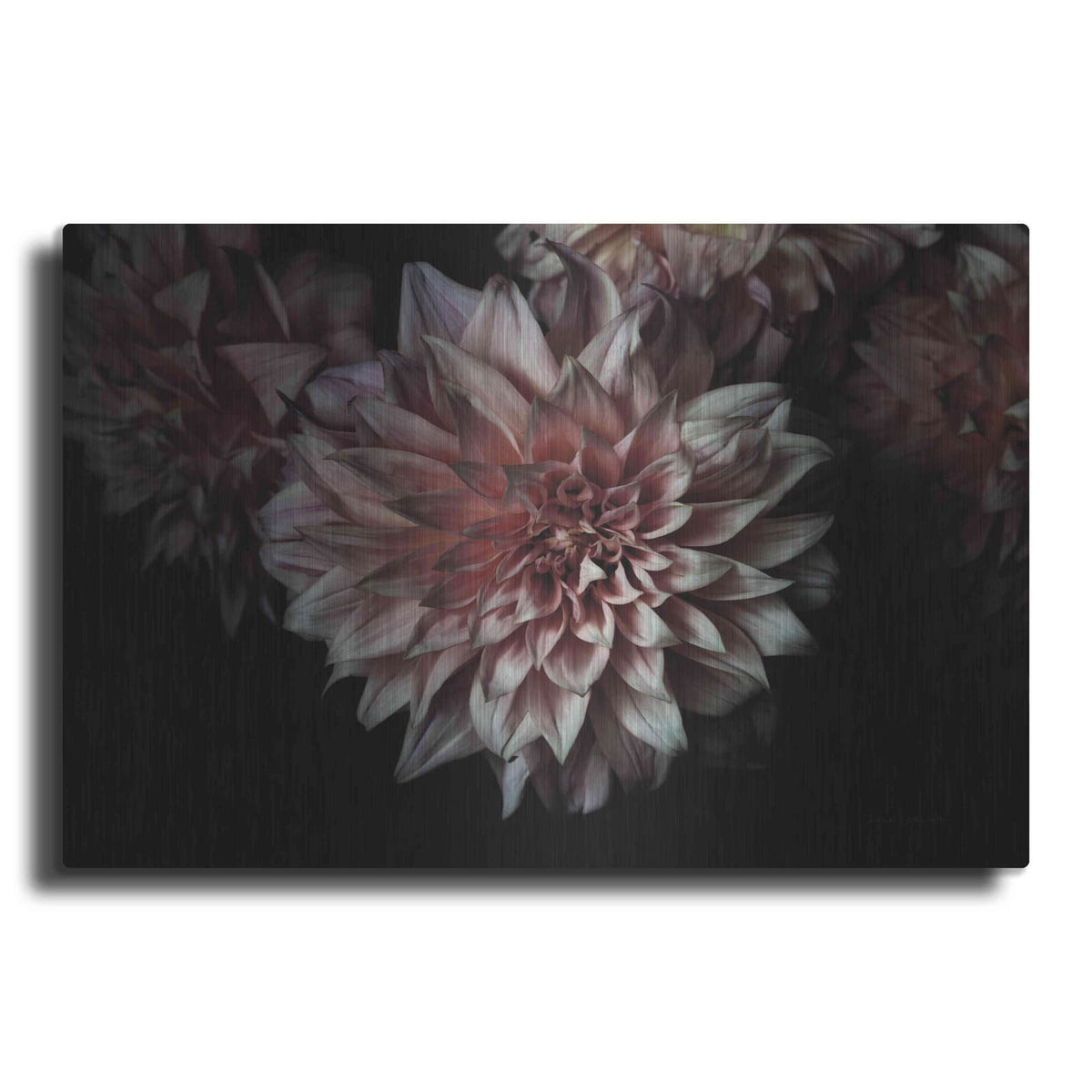 'Peach Dahlias' by Elise Catterall – Metal Wall Art