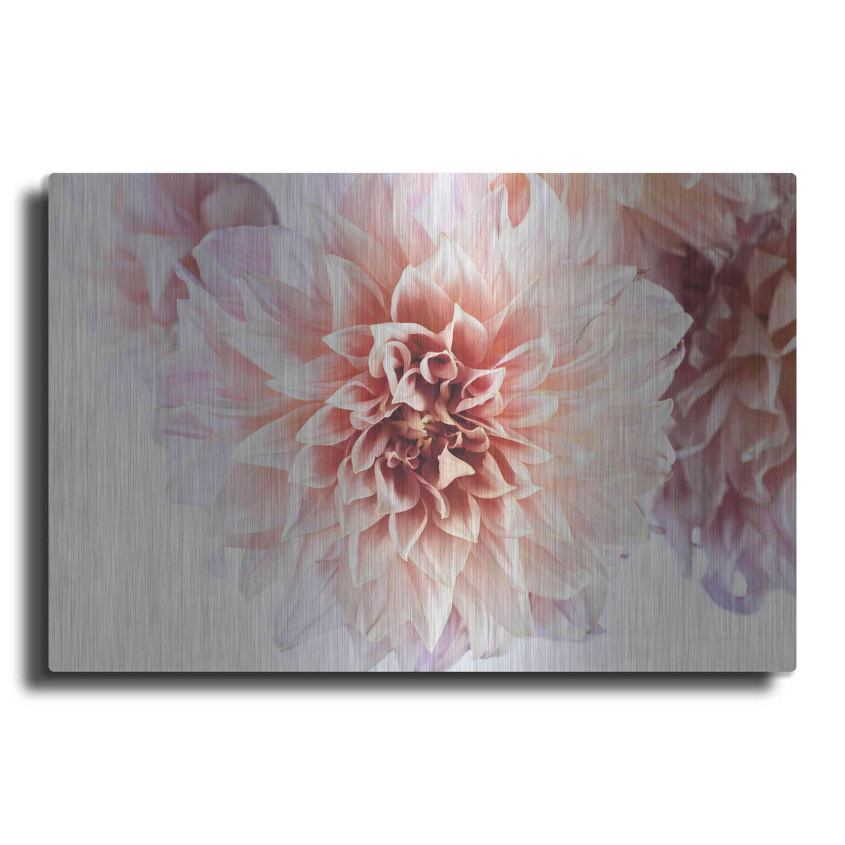'Peach Dahlias Light' by Elise Catterall – Metal Wall Art