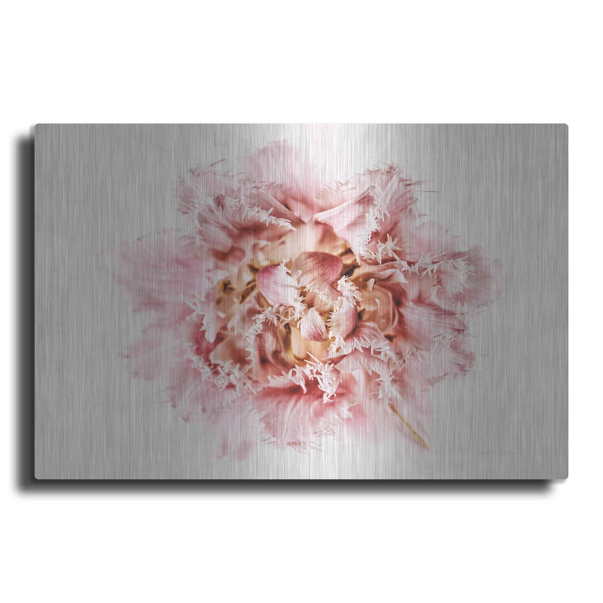 'Pink Fringed Tulip' by Elise Catterall – Metal Wall Art