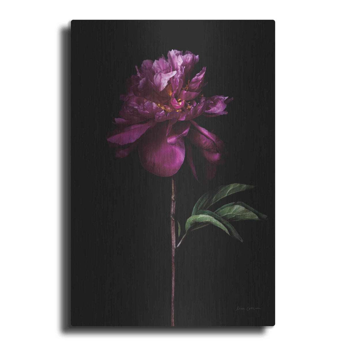 'Peony Portrait' by Elise Catterall – Metal Wall Art