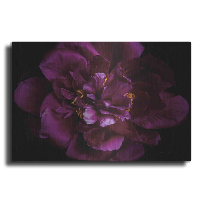 'Vivid Dark Peony' by Elise Catterall – Metal Wall Art