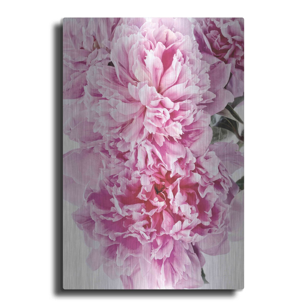 'Pink Peony Cluster' by Elise Catterall – Metal Wall Art