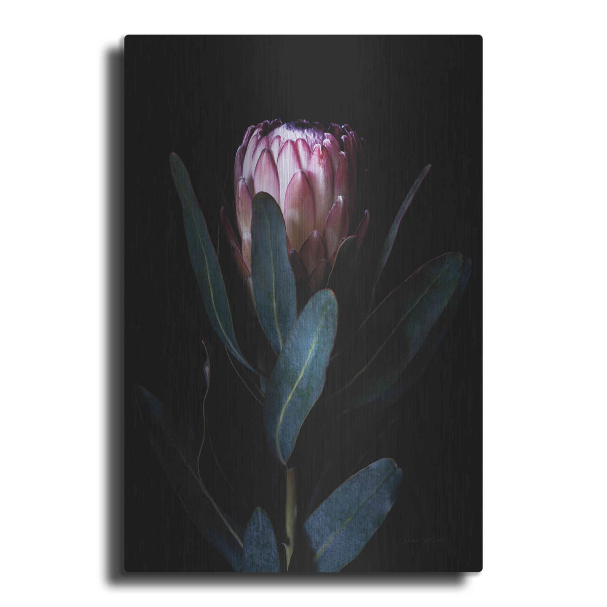 'Protea Portrait' by Elise Catterall – Metal Wall Art