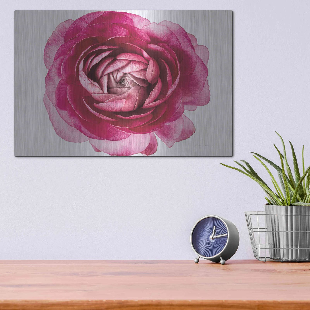 'Pink Ranunculus on White' by Elise Catterall – Metal Wall Art, 16x12 room view