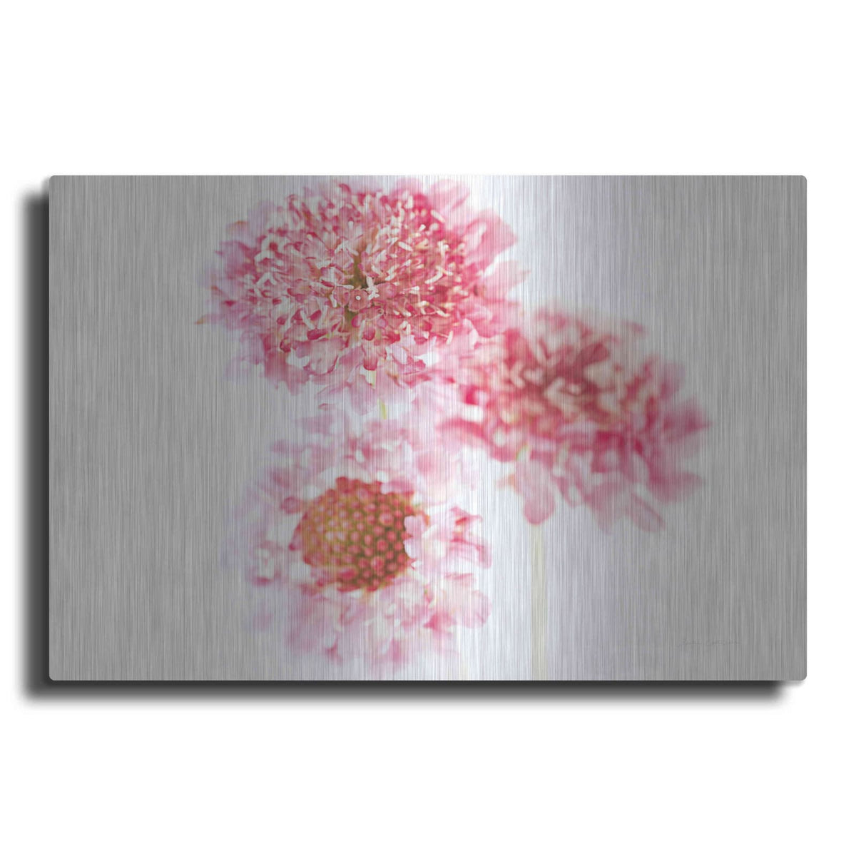 'Pink Scabiosa Trio' by Elise Catterall – Metal Wall Art