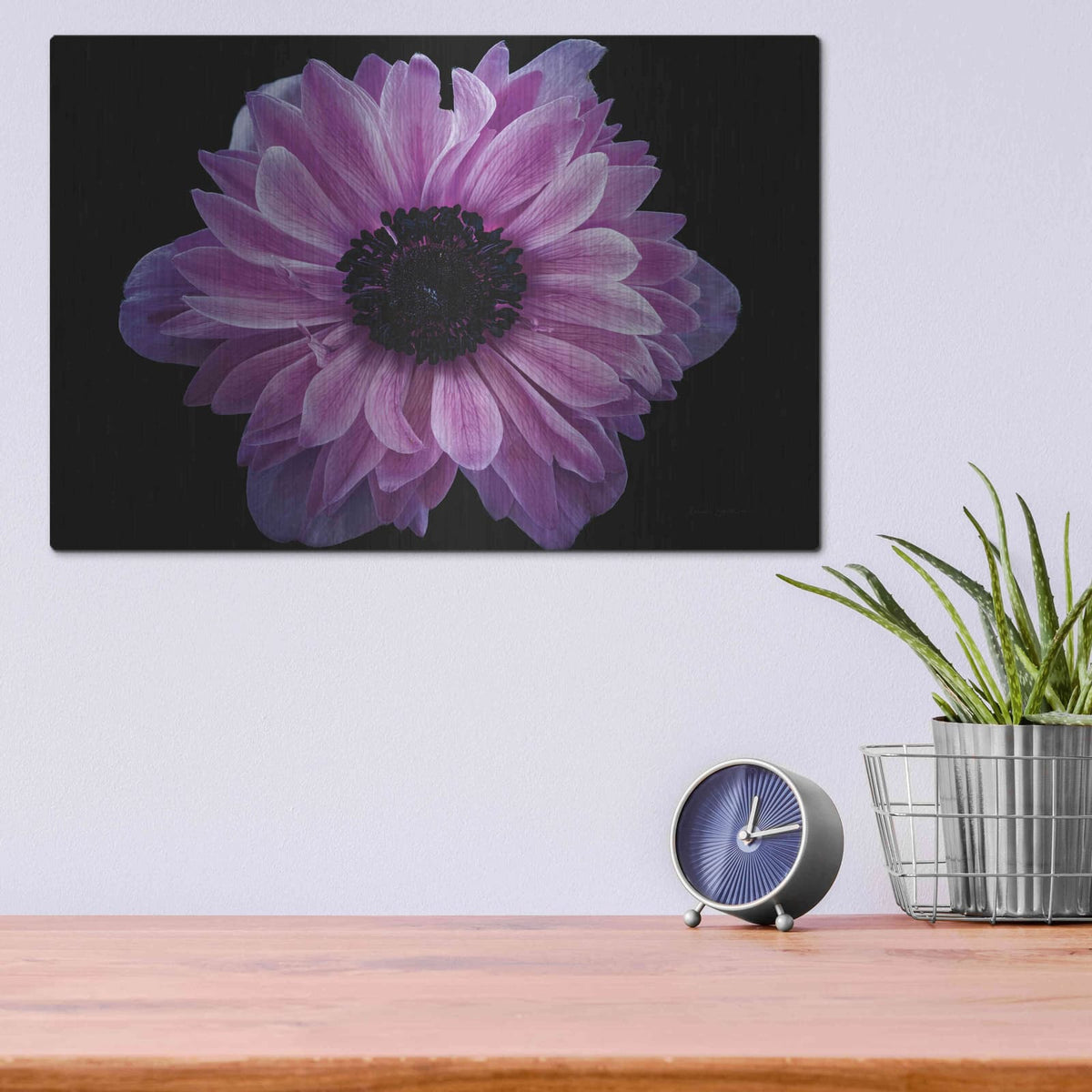 'Purple Anemone' by Elise Catterall – Metal Wall Art, 16x12 room view