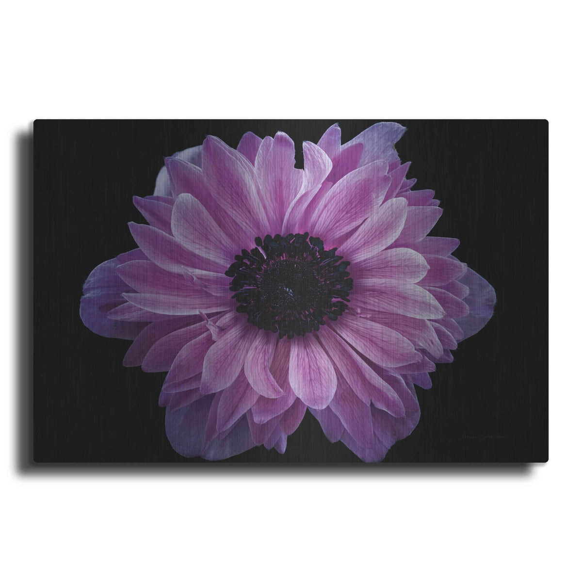 'Purple Anemone' by Elise Catterall – Metal Wall Art