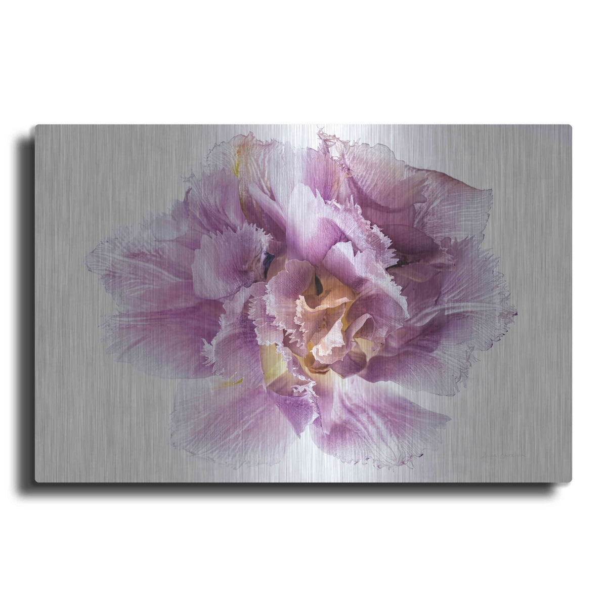'Purple Double Open' by Elise Catterall – Metal Wall Art
