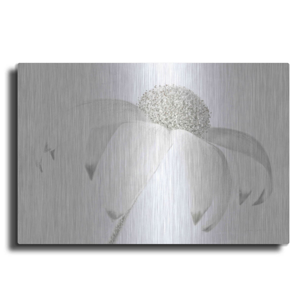 'Flannel Flower Neutral' by Elise Catterall – Metal Wall Art