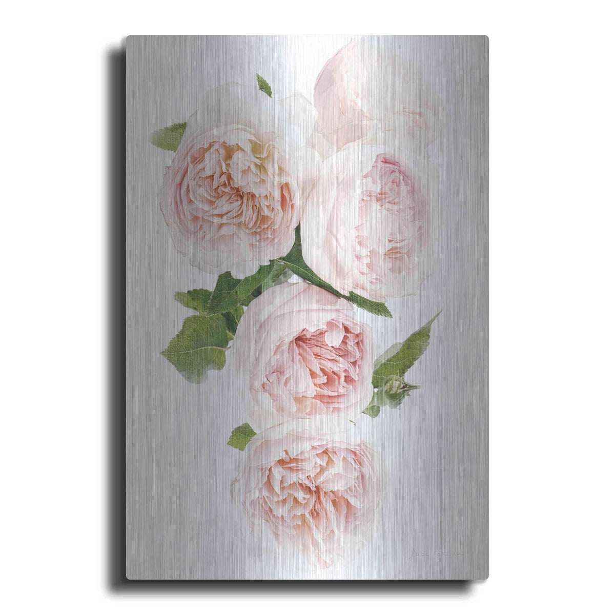 'David Austin Cascade' by Elise Catterall – Metal Wall Art