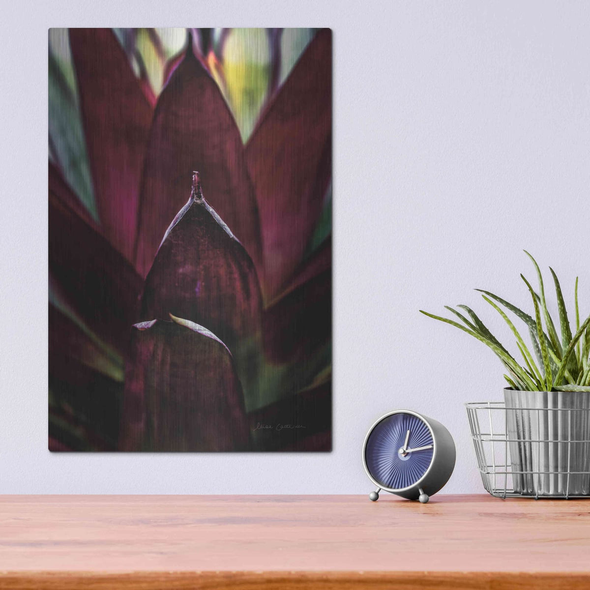 'Succulent Detail I' by Elise Catterall – Metal Wall Art, 12x16 room view