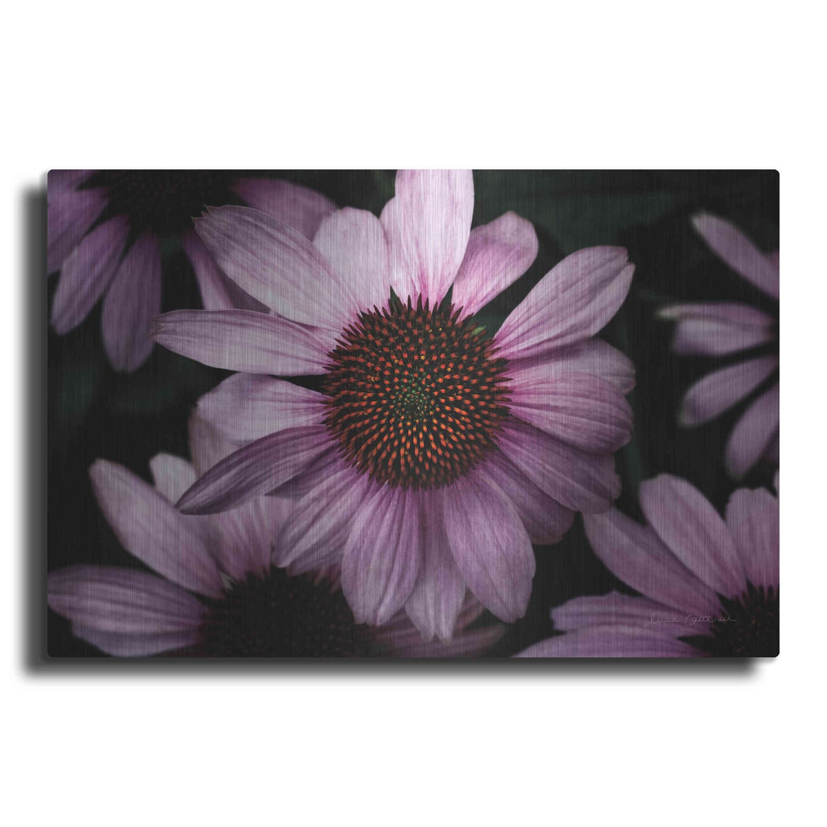 'Echinacea' by Elise Catterall – Metal Wall Art