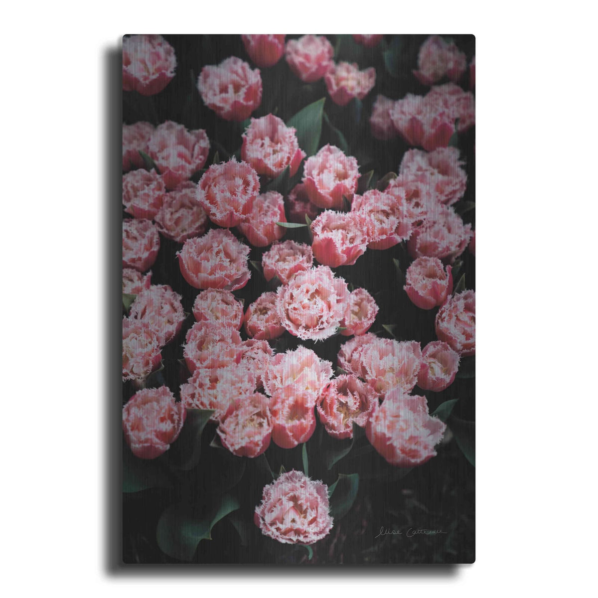 'Fringed Tulips' by Elise Catterall – Metal Wall Art