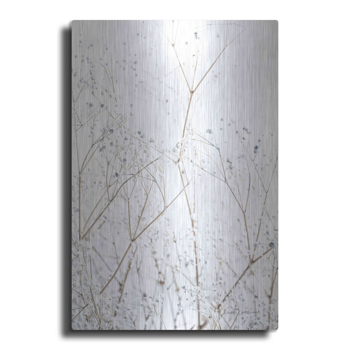 'Gypsophila' by Elise Catterall – Metal Wall Art
