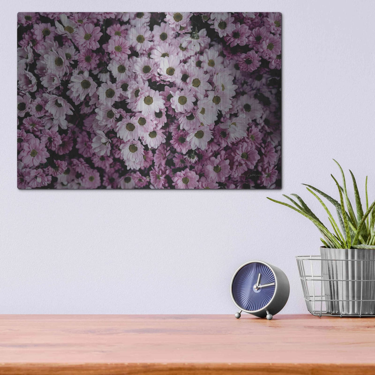 'Pale Daisies' by Elise Catterall – Metal Wall Art, 16x12 room view