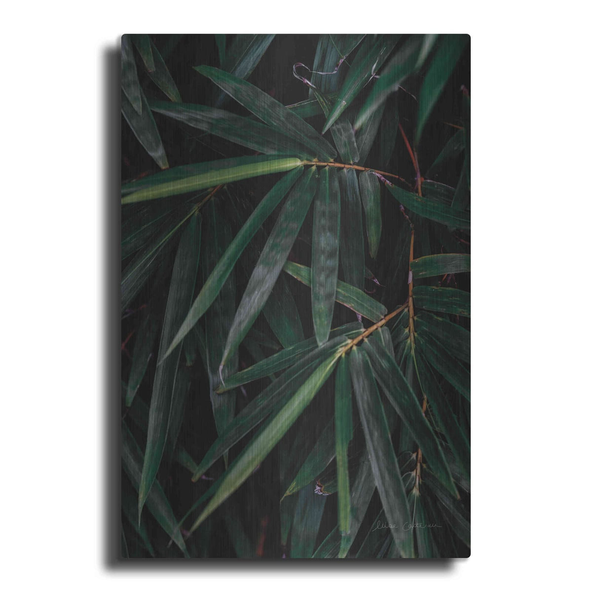 'Palm Detail' by Elise Catterall – Metal Wall Art
