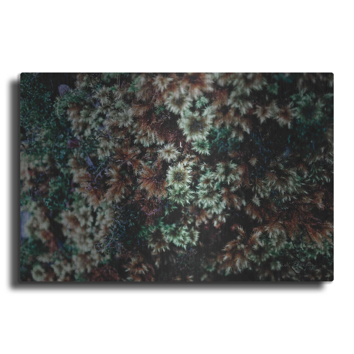 'Moss Detail' by Elise Catterall – Metal Wall Art