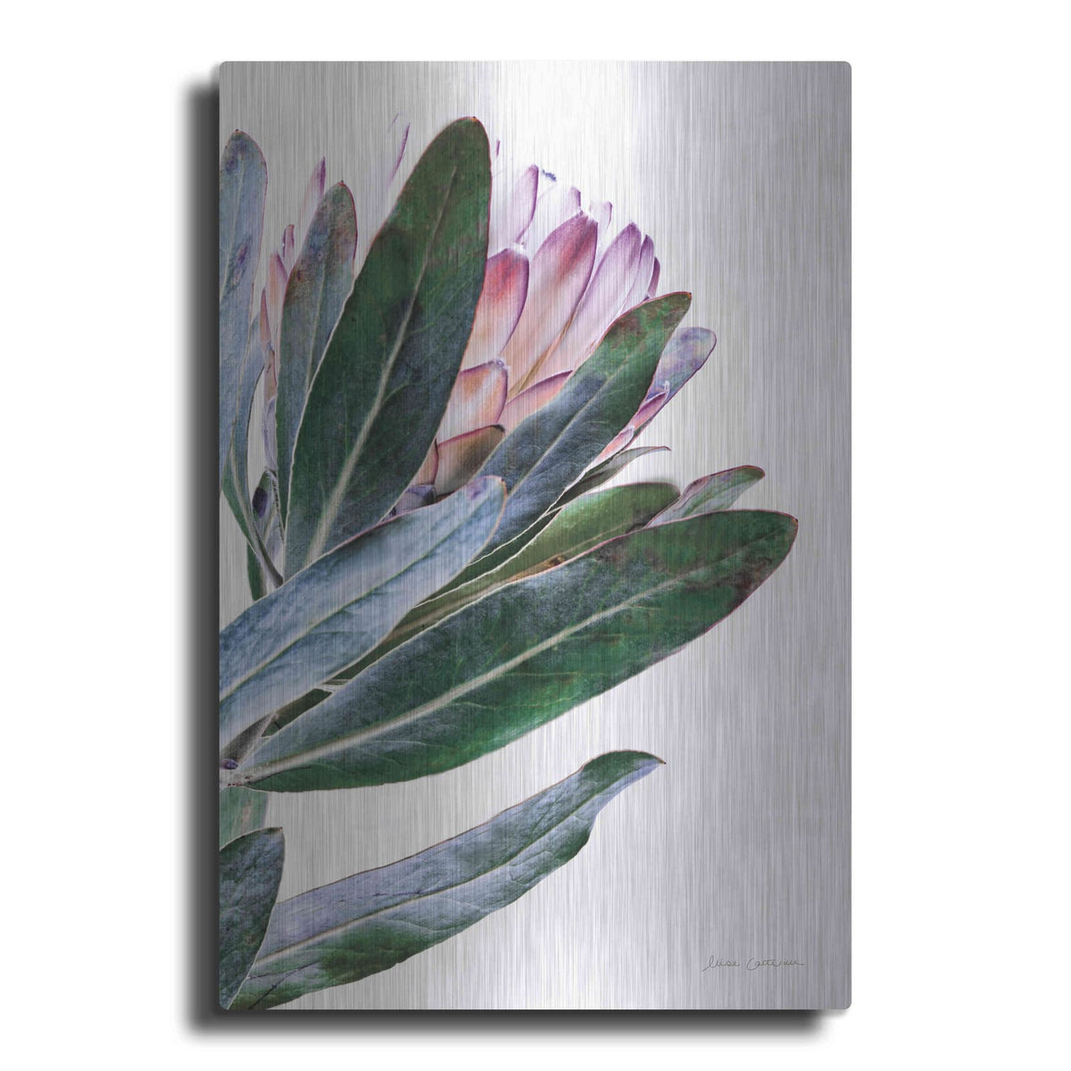 'Protea in Leaf' by Elise Catterall – Metal Wall Art