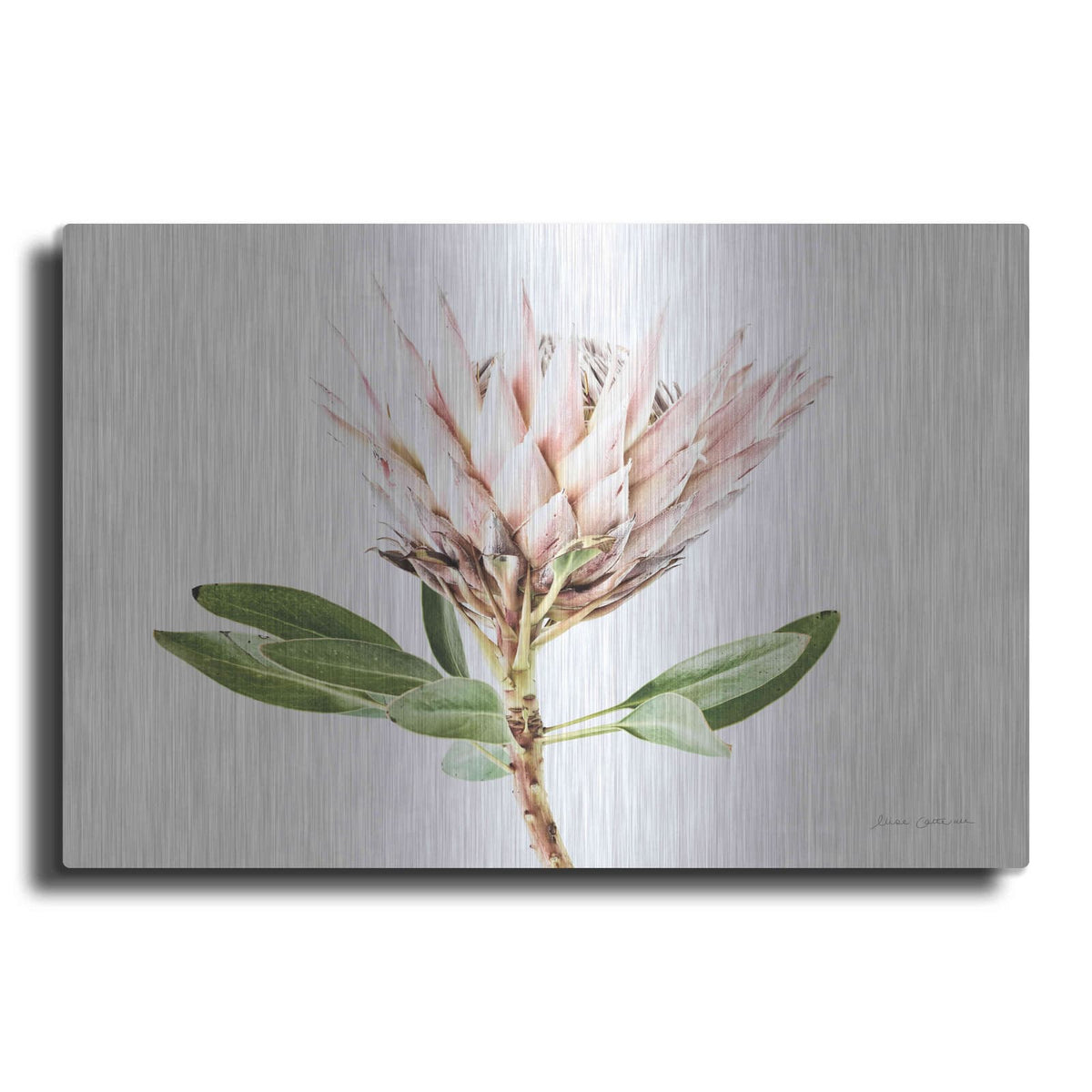 'Pastel Protea II' by Elise Catterall – Metal Wall Art