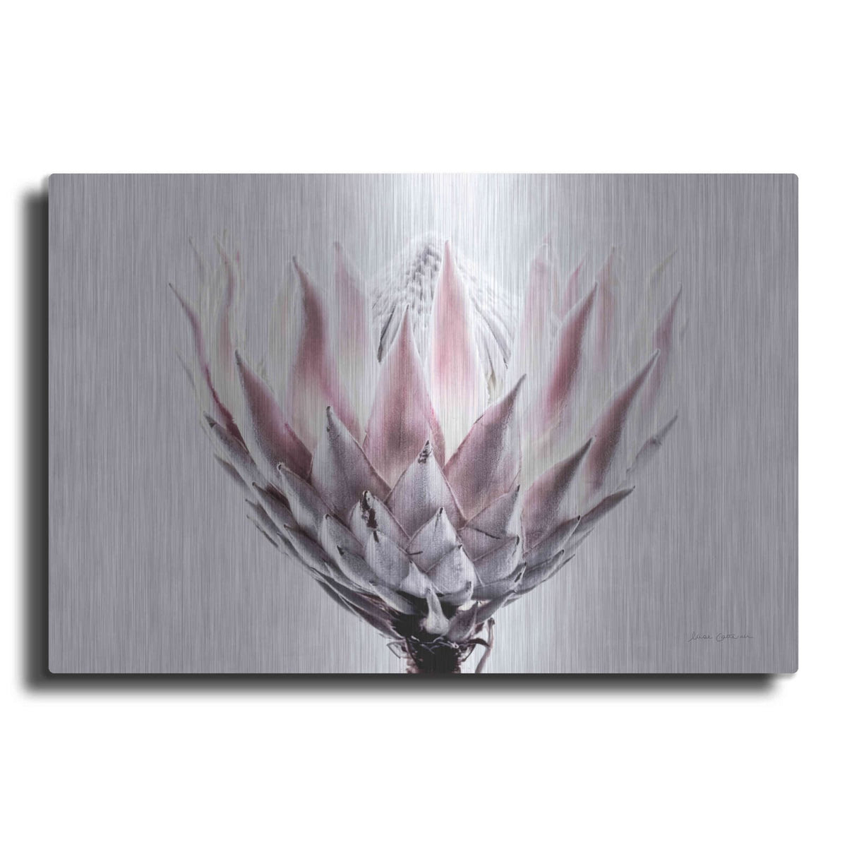 'Pale Protea Detail II' by Elise Catterall – Metal Wall Art