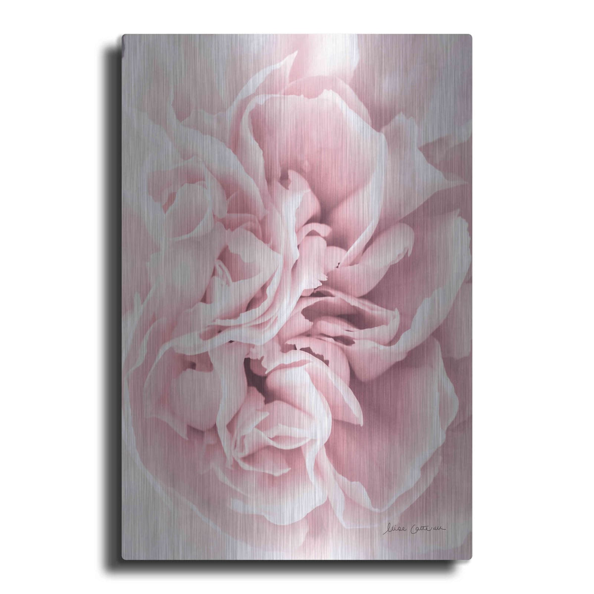 'Pink Carnation Crop' by Elise Catterall – Metal Wall Art