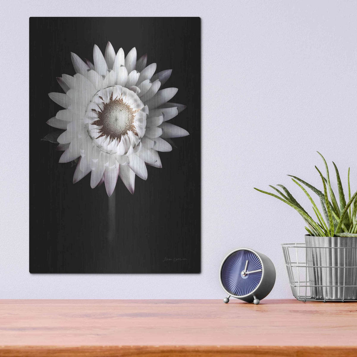 'Dramatic Dahlia' by Elise Catterall – Metal Wall Art, 12x16 room view