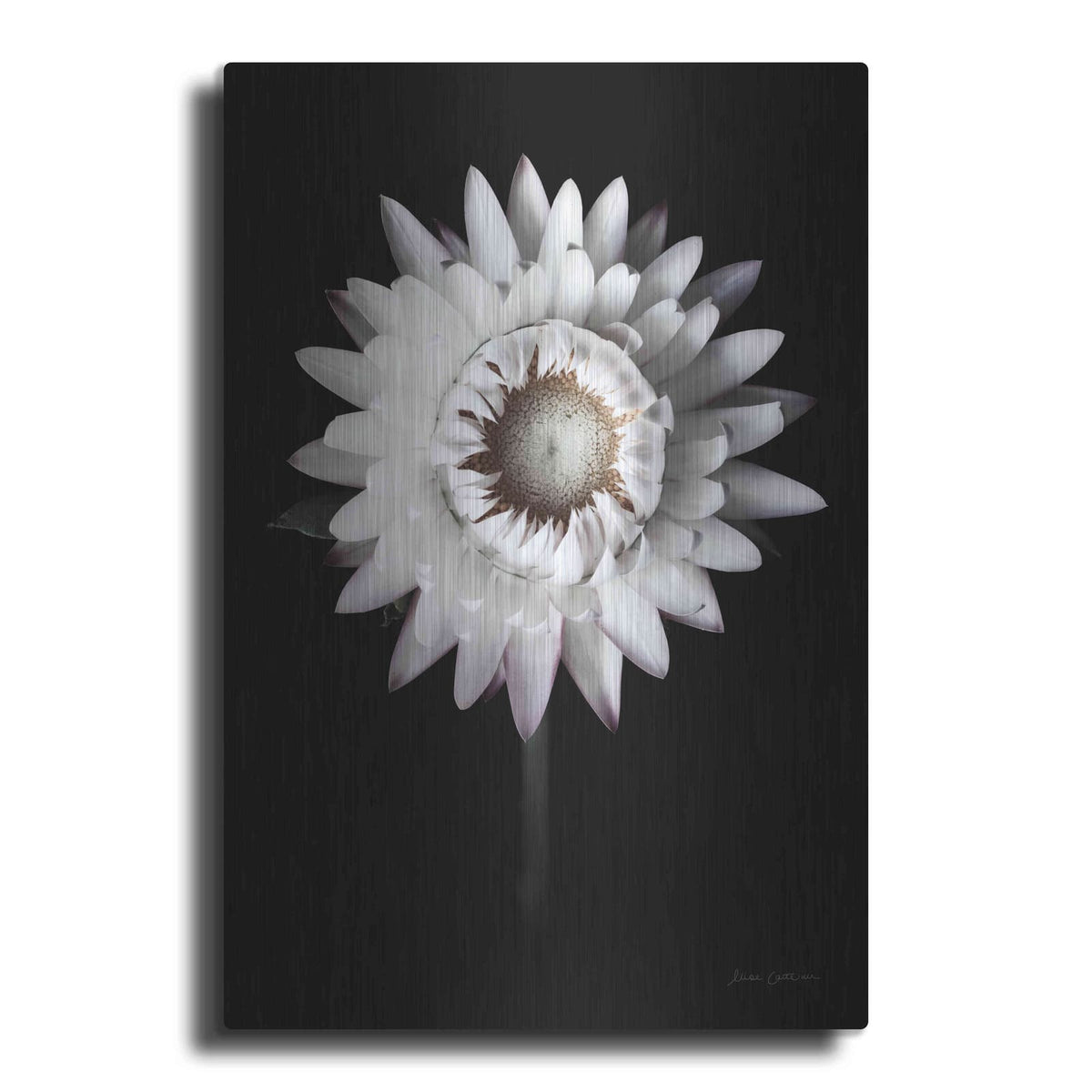 'Dramatic Dahlia' by Elise Catterall – Metal Wall Art