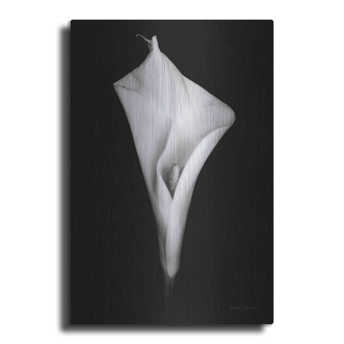 'Elegant Calla I' by Elise Catterall – Metal Wall Art