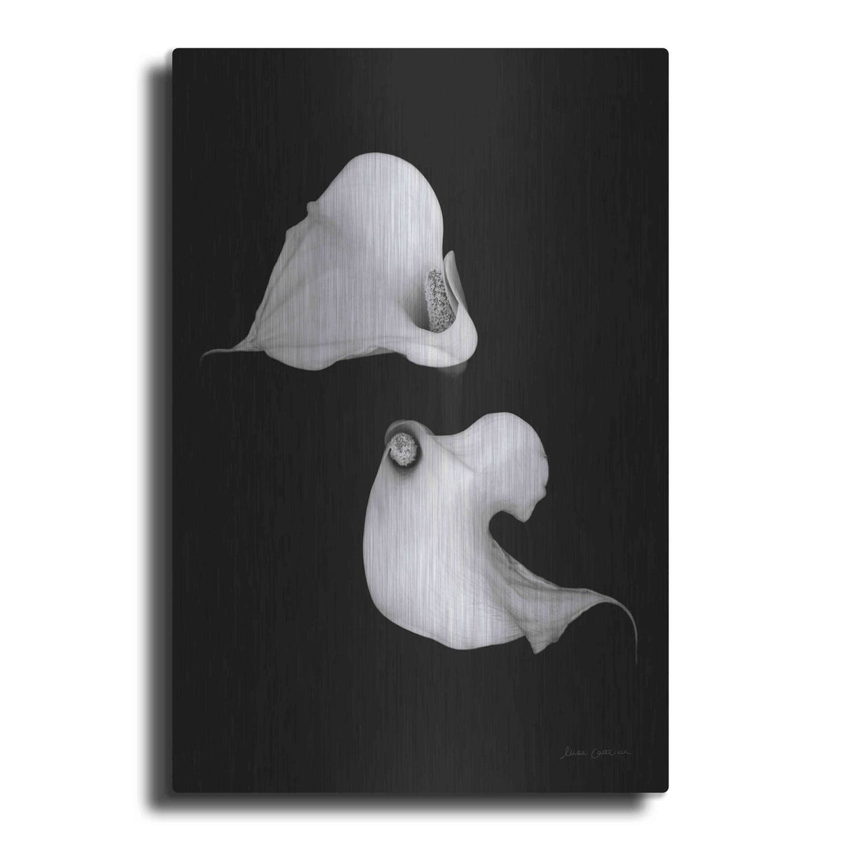 'Elegant Calla II' by Elise Catterall – Metal Wall Art