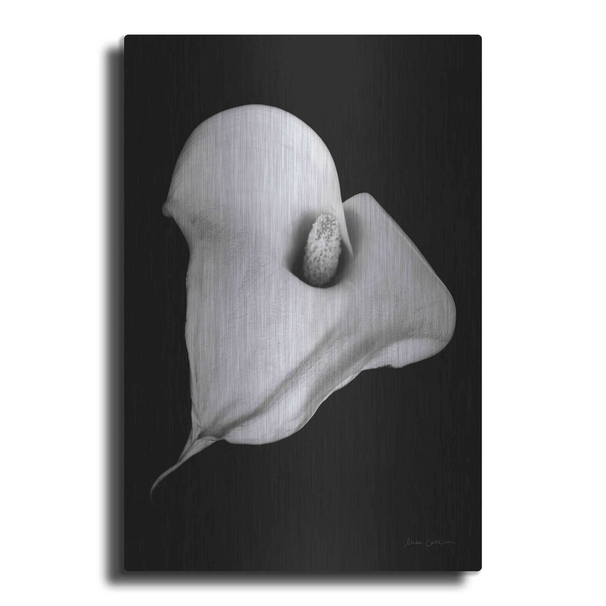 'Elegant Calla III' by Elise Catterall – Metal Wall Art