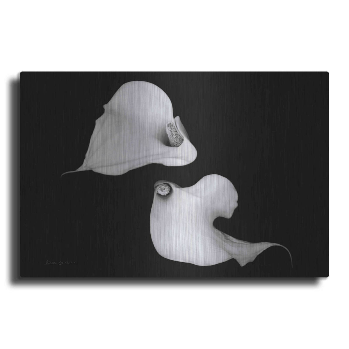 'Elegant Calla IV' by Elise Catterall – Metal Wall Art