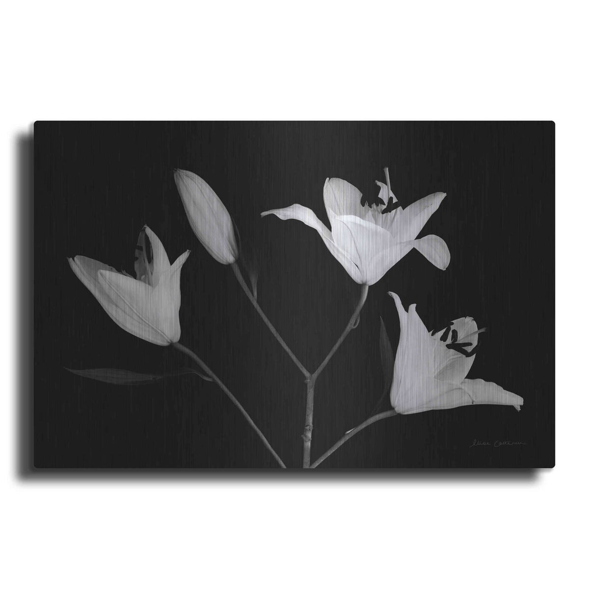 'Spray of Lilies' by Elise Catterall – Metal Wall Art