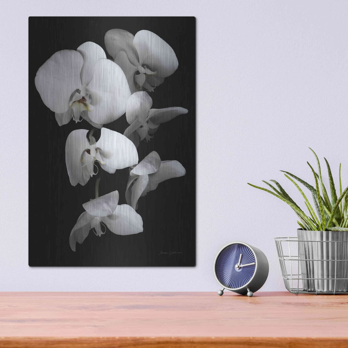 'White Orchid III' by Elise Catterall – Metal Wall Art, 12x16 room view