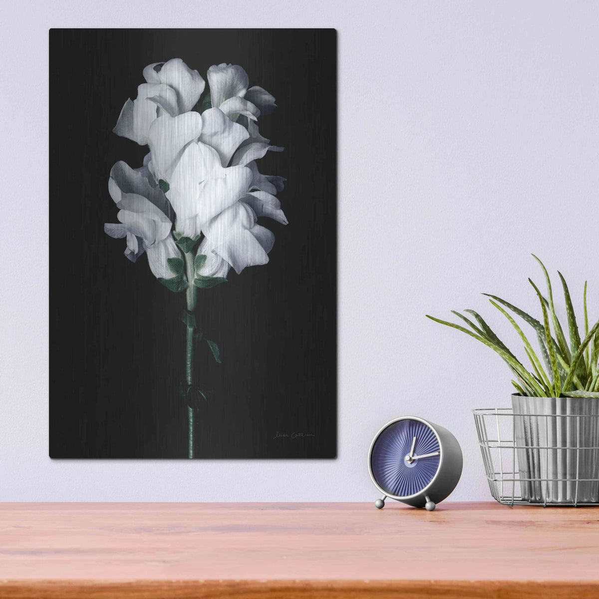 'White Snapdragon' by Elise Catterall – Metal Wall Art, 12x16 room view