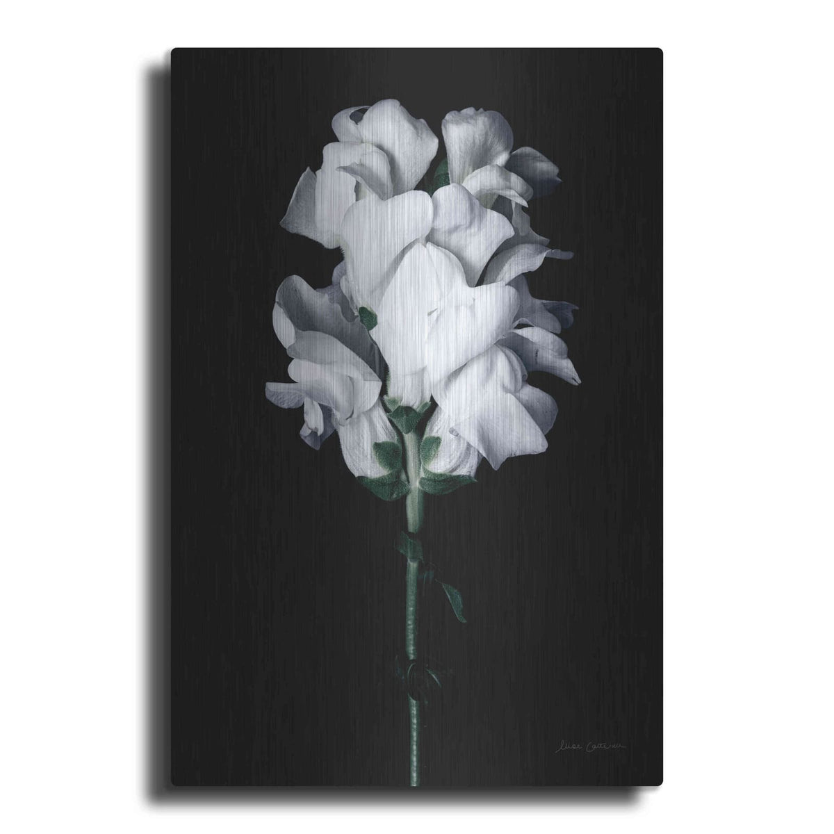 'White Snapdragon' by Elise Catterall – Metal Wall Art