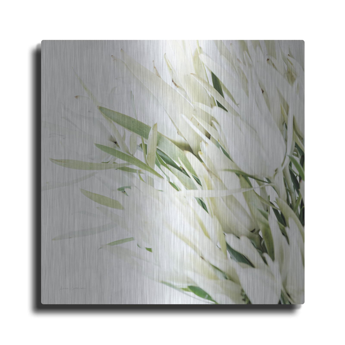 'Leucadendron Oasis Crop' by Elise Catterall – Metal Wall Art